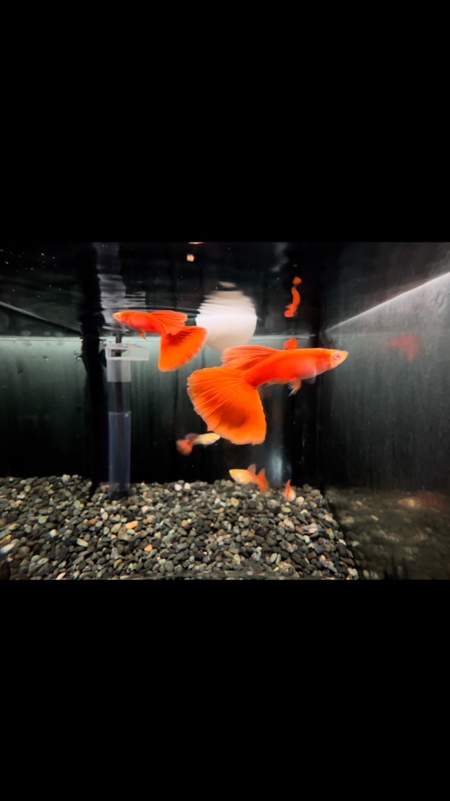 牧谷牧魚 孔雀魚交流社群