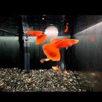 牧谷牧魚 孔雀魚交流社群