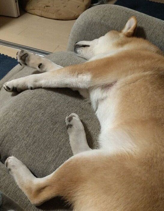 腎不全とどう向き合うか 病気と闘う犬と飼い主さんの思い