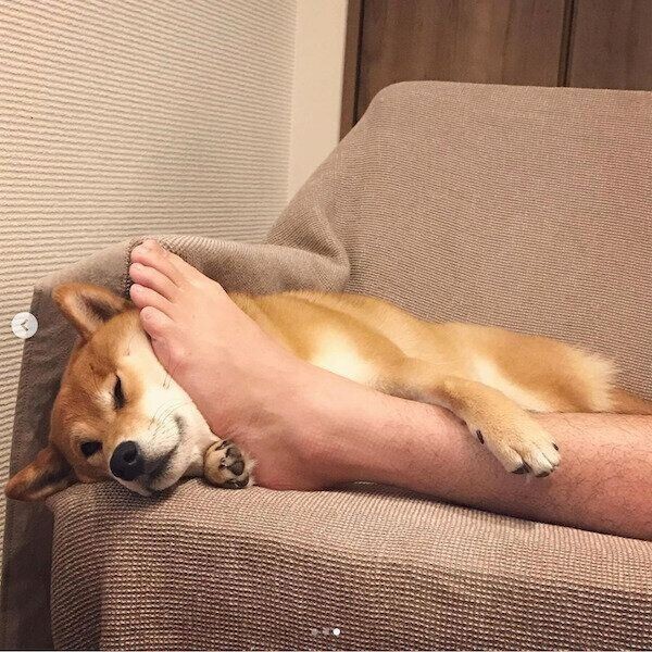 リモート会議に乱入 在宅ワーク経験者 犬飼いあるある