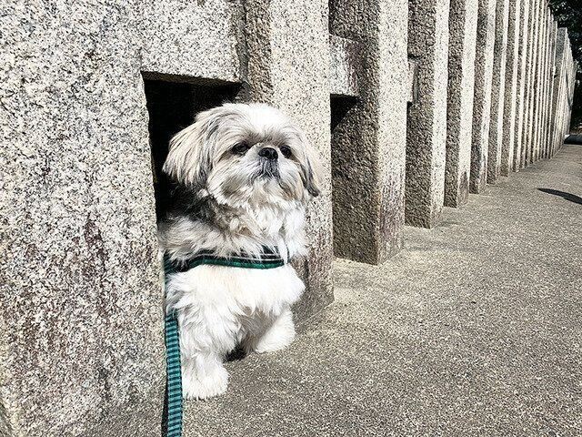 どうしても姿が見えない犬