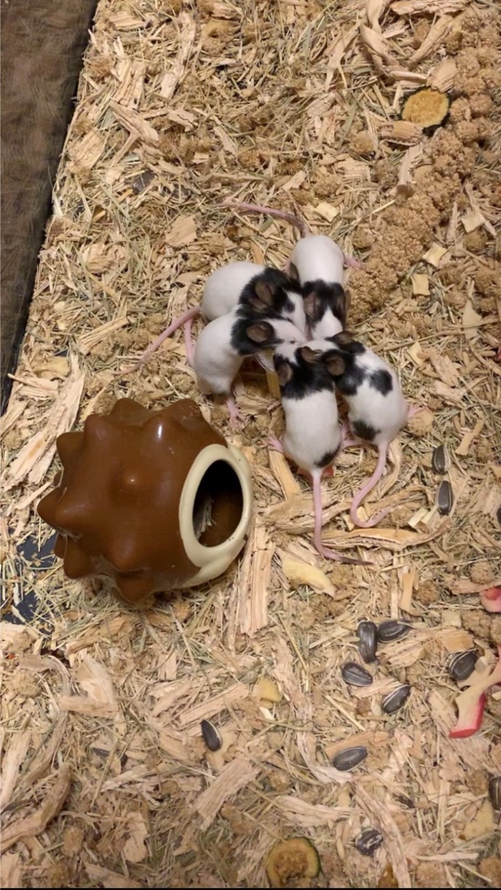 パンダマウス愛好会🐼🐭小動物愛好会🦔🐿🐇🐹