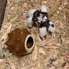 パンダマウス愛好会🐼🐭小動物愛好会🦔🐿🐇🐹