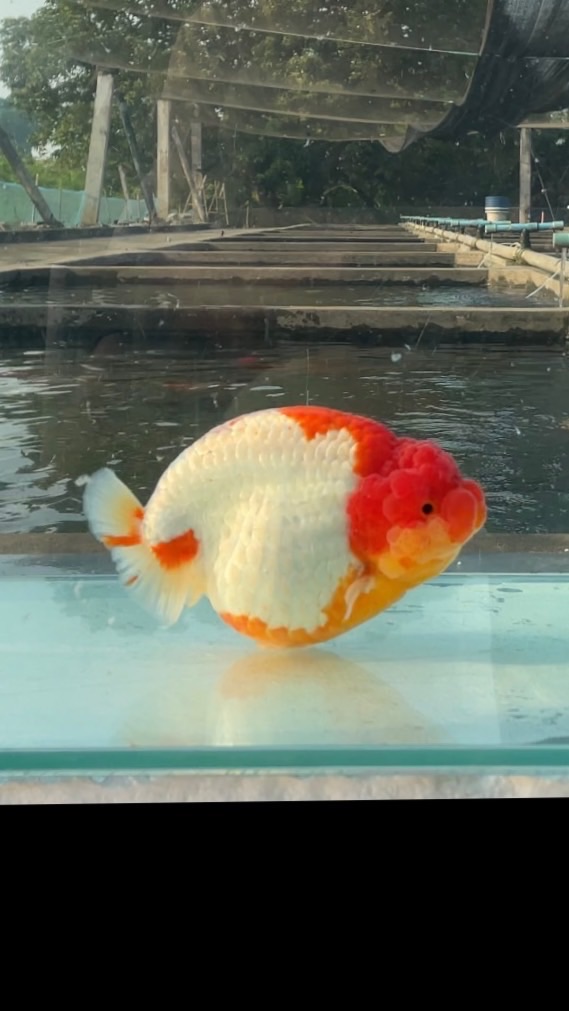 Infinity Goldfish