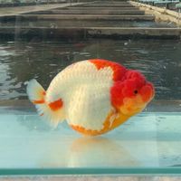 Infinity Goldfish