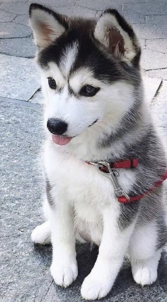 動物社群