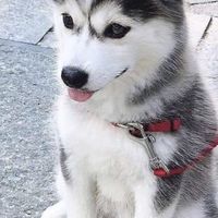 動物社群