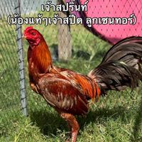 สยามชัยฟาร์ม ศรีสะเกษ