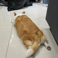 神豚真相調查局