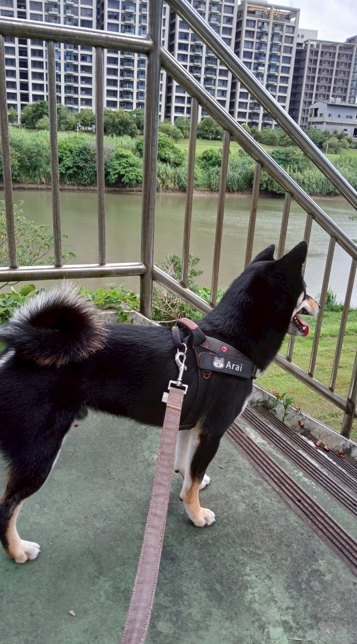 阿賴（ARAI）