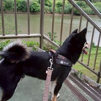 阿賴（ARAI）