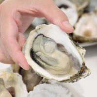 蚵季月 Kaki® 嘉義東石 帶殼牡蠣/現剝蚵肉 自產自銷 現流 產地直送 批發/零售 各類海鮮™