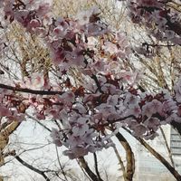 看護師から精神保健福祉士を考えてる方