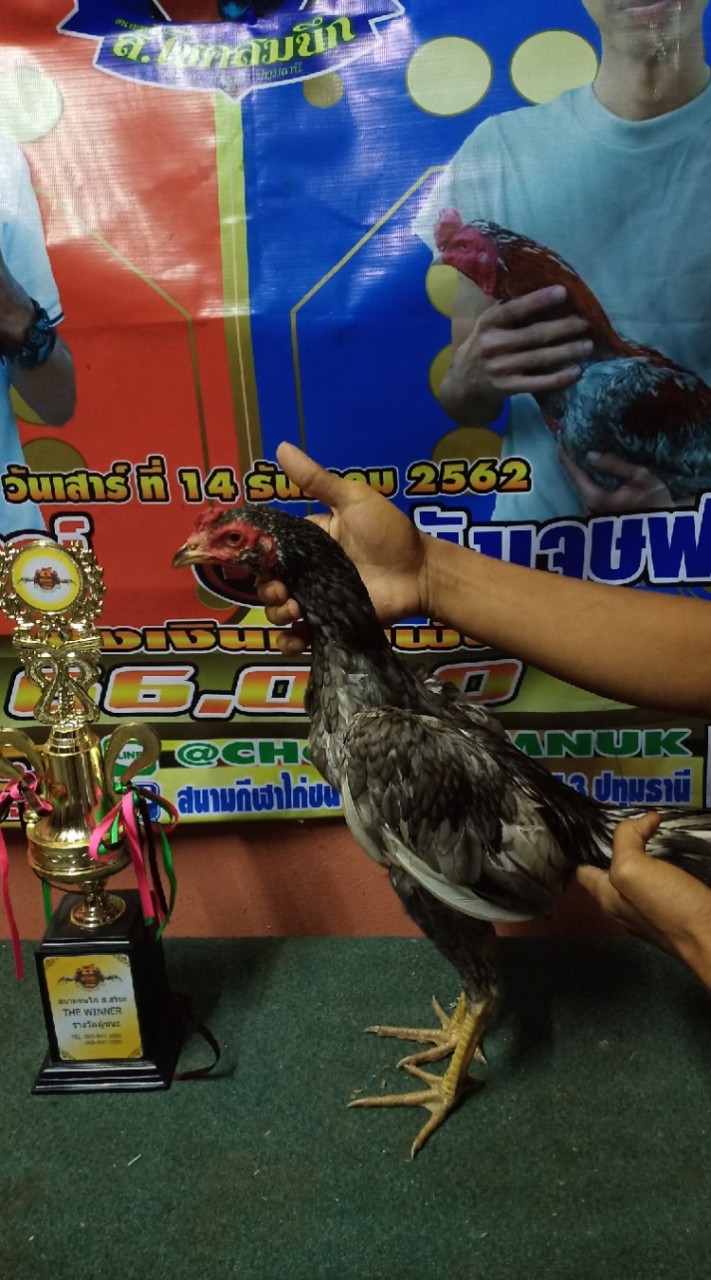 ไก่ชนคนรากหญ้า