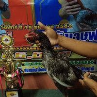 ไก่ชนคนรากหญ้า