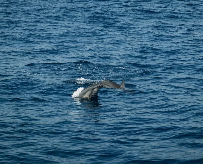 龜山島一日遊 賞鯨