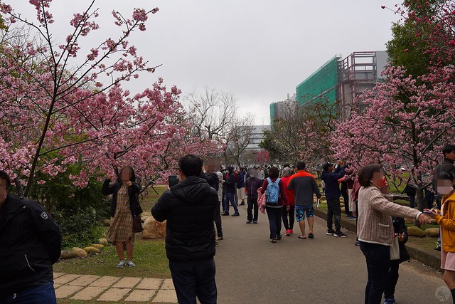 后里崴立機電櫻花公園