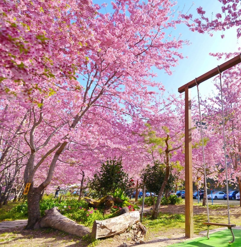 伴櫻花入睡！8間櫻花住宿推薦：奢華系露營、歐洲莊園風，一踏出房門就能將櫻花擁入懷