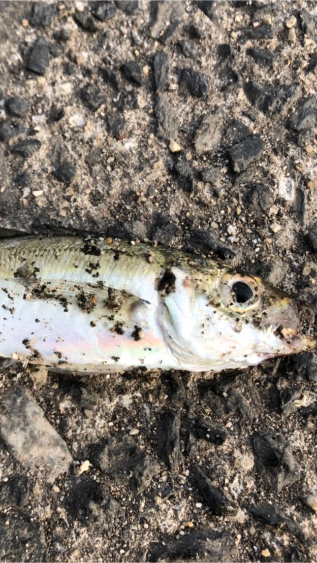 山口県の釣り人の集い