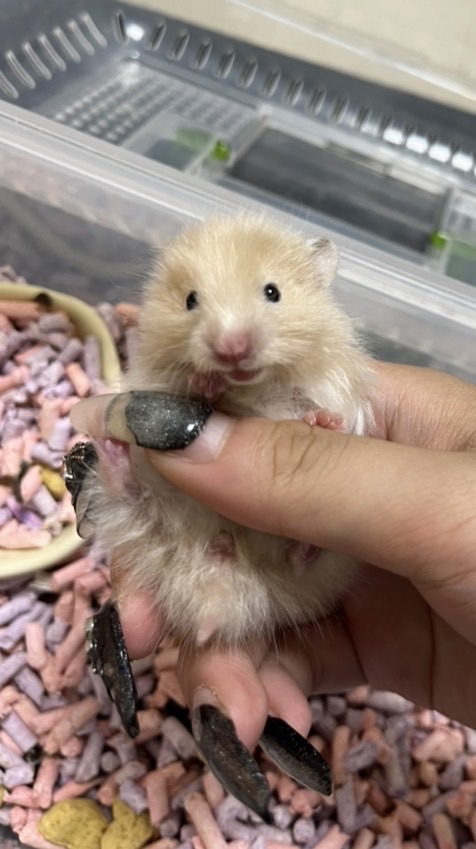 黃金鼠 熊鼠用品飼養分享站