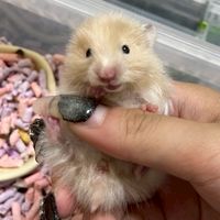 黃金鼠 熊鼠用品飼養分享站