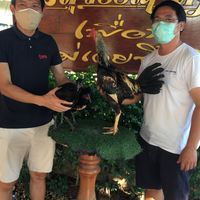 ป.สวนพลูไก่ชน  ชลบุรี