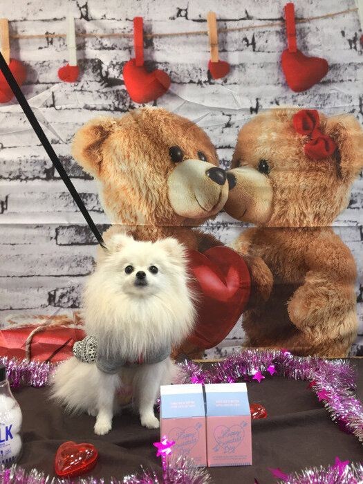犬にチョコレートを与えてはいけない理由を知っている