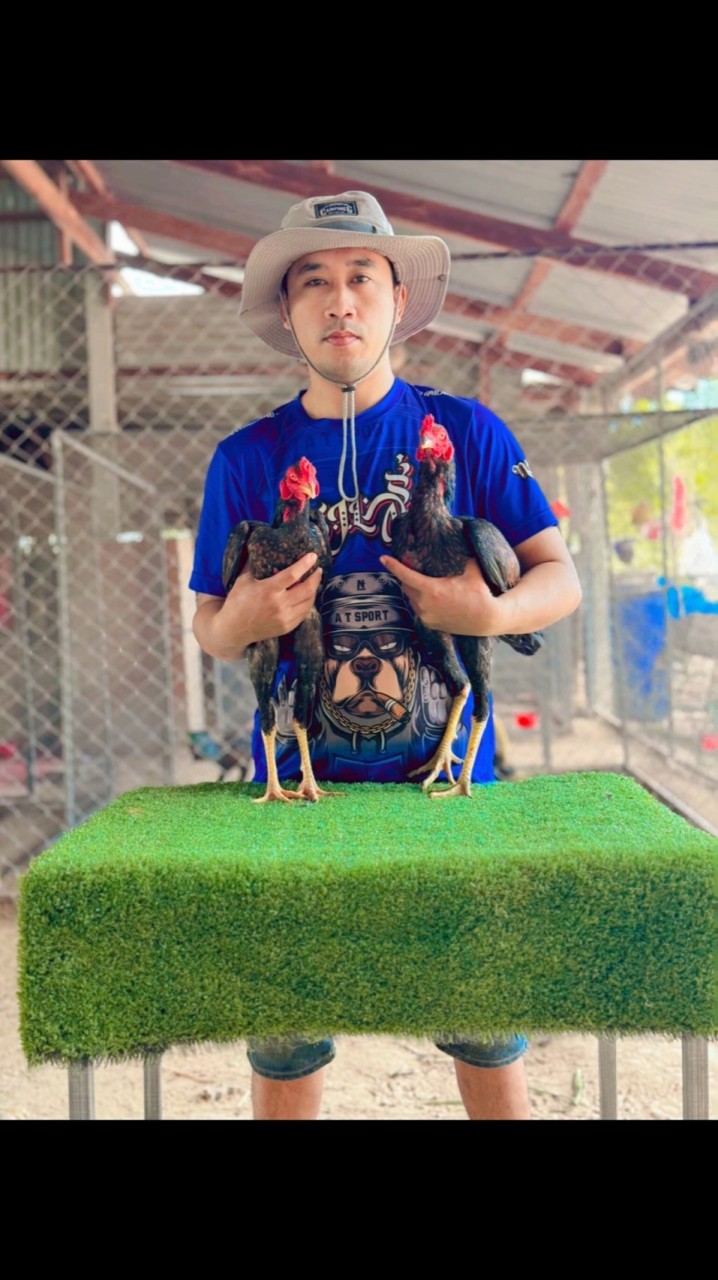 กอล์ฟไก่ชน”พม่าตอคม