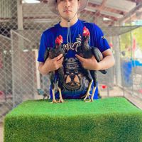 กอล์ฟไก่ชน”พม่าตอคม