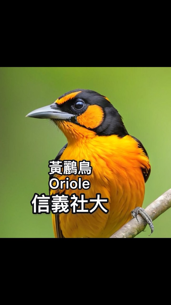 信義社大，晚上，手機教學，楊老師