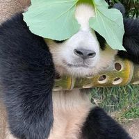 愛寶樂園 連線代購（3/27-3/31）