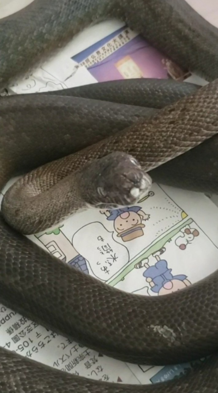 【全国の爬虫類・両生類など 好きな人集まって🐍】