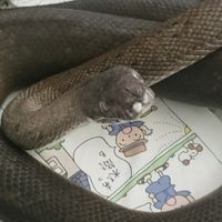 【全国の爬虫類・両生類など 好きな人集まって🐍】