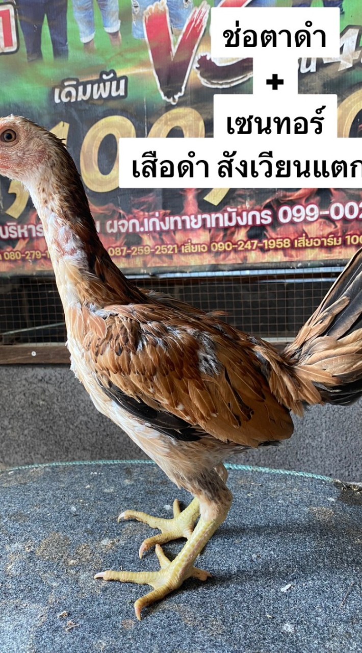 💥 กลุ่มพัฒนา💥🐓พม่าเบอร์แข้ง🐓❤💯