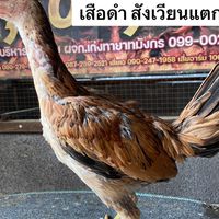 💥 กลุ่มพัฒนา💥🐓พม่าเบอร์แข้ง🐓❤💯