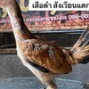 💥 กลุ่มพัฒนา💥🐓พม่าเบอร์แข้ง🐓❤💯