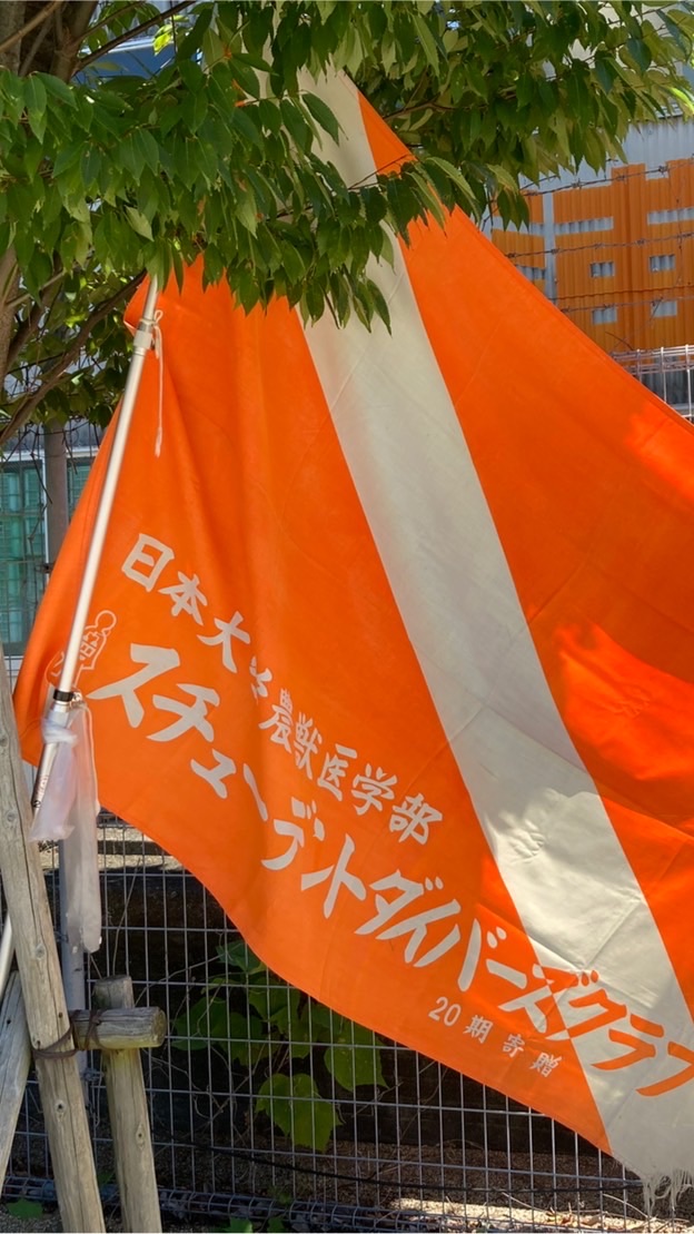 日大SDC