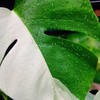 ตลาดต้นไม้ by Otaku_Plants