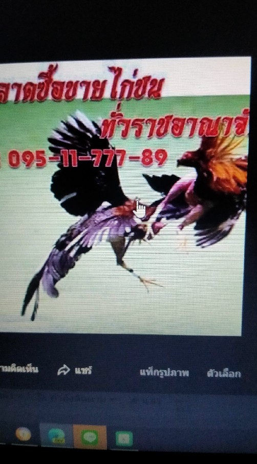 ซื้อขายไก่ชนทั่วราชอาณาจักร