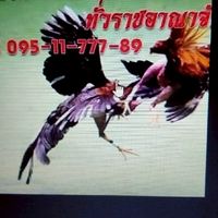 ซื้อขายไก่ชนทั่วราชอาณาจักร