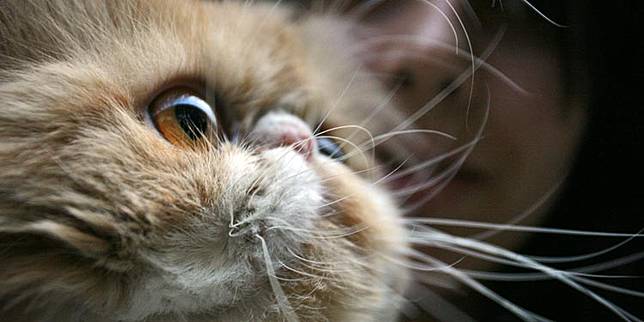 Jangan Dipotong! Ternyata Kumis pada Kucing Memiliki Fungsi Sangat 