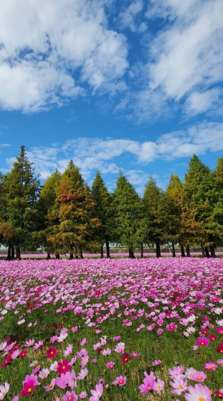 赤山堡（六甲）松鶴玩