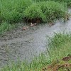 徒然なるぐぴっちの間
