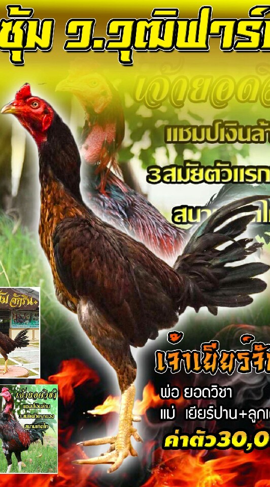 แก้วเกรียงไกรฟาร์ม