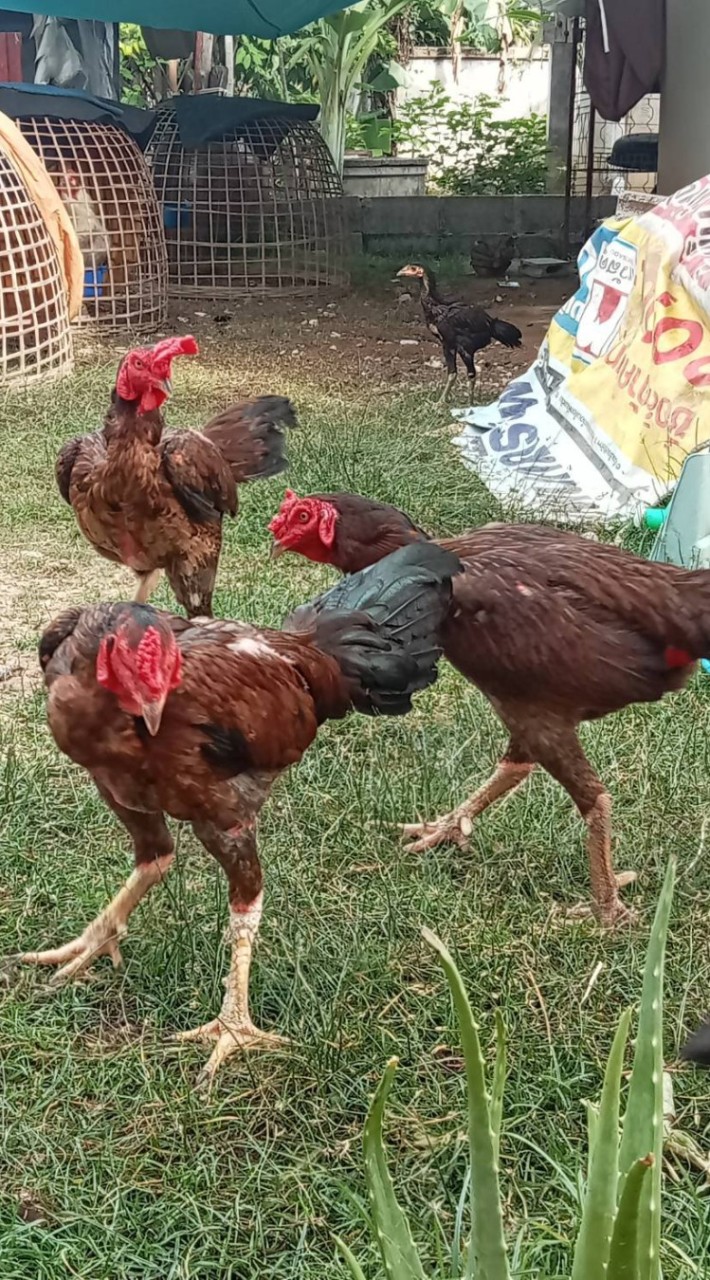 (ซุ้มซ้อน้อง)พ่อสายเยียร์เขาลือลั่น+เยียร์พรสวรรค์แม่มูเซอดำขนมครก