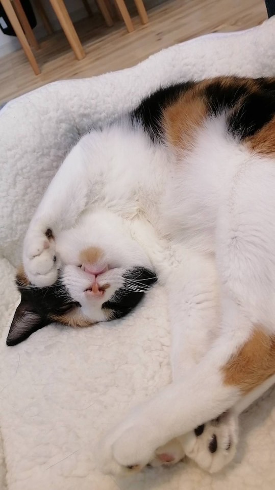 😺双極性障害😺と仲良く生きよう