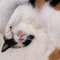 😺双極性障害😺と仲良く生きよう