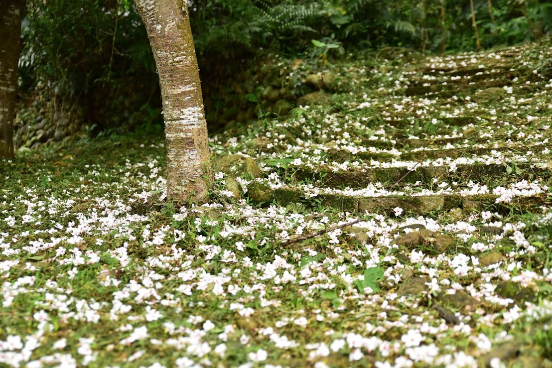 圖片來源/桃園市政府農業局