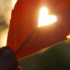 辛い失恋、でも相手を嫌いになれない。忘れたくない。誰でもいいから話を聞いて。一人はいいけど、孤独は嫌