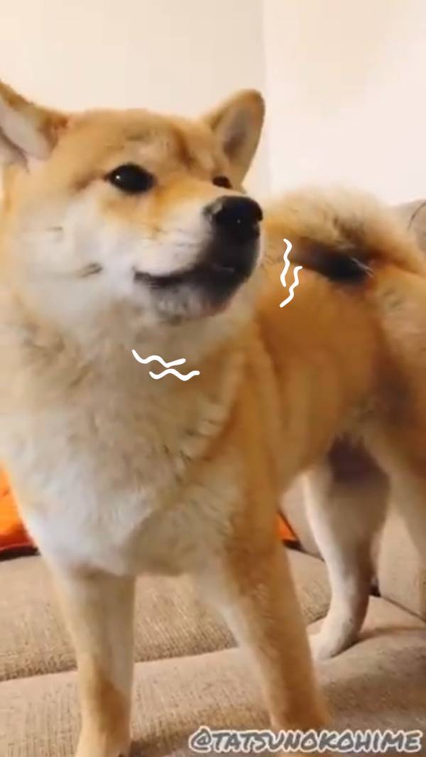 柴犬吃納豆反應太特別嚇壞男子獸醫診斷後他害羞到抬不起頭 Nownews寵毛網 Line Today